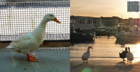 Santo Spirito, "Hope" è salva: sopravvissuta al probabile avvelenamento del 25 agosto